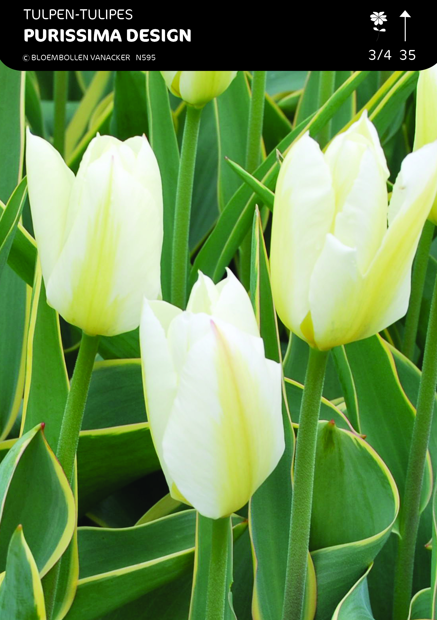 1/2 SHOWDOOS TULP FOSTERIANA 5*50