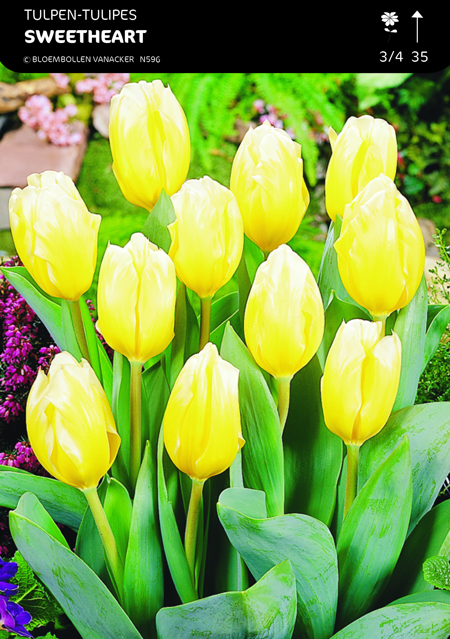 1/2 SHOWDOOS TULP FOSTERIANA 5*50