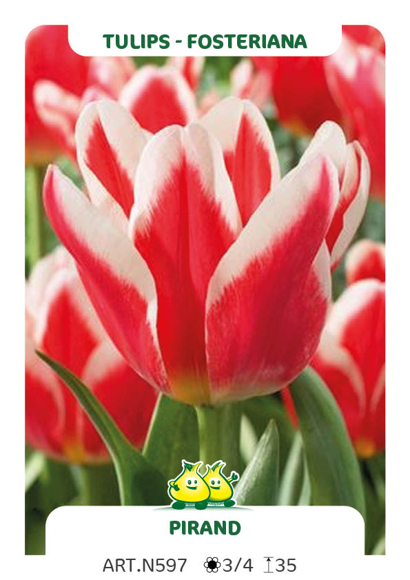 Tulpen Pirand