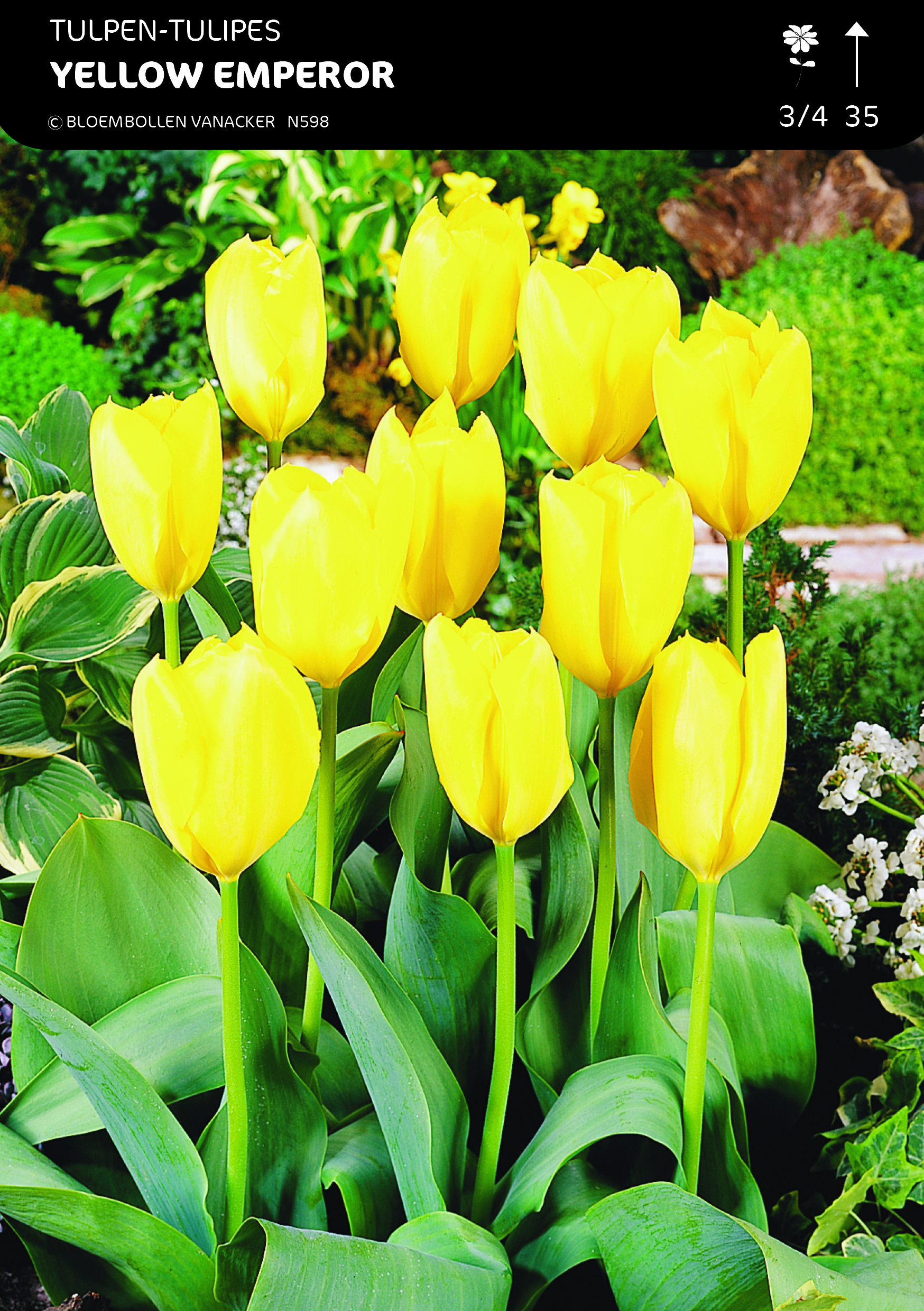 SHOWDOOS TULP FOSTERIANA 5*80