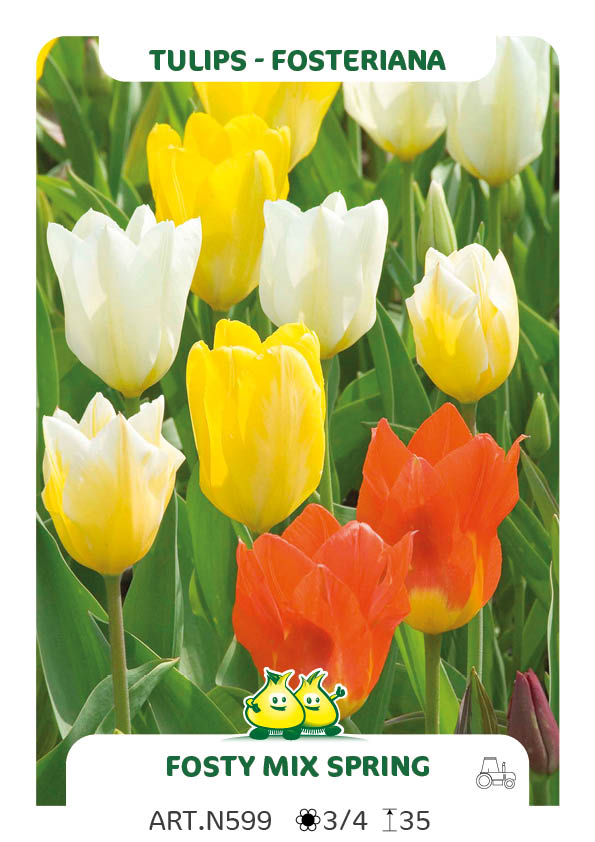Tulpen Fosty Mix (par multiples de 100 pièces)