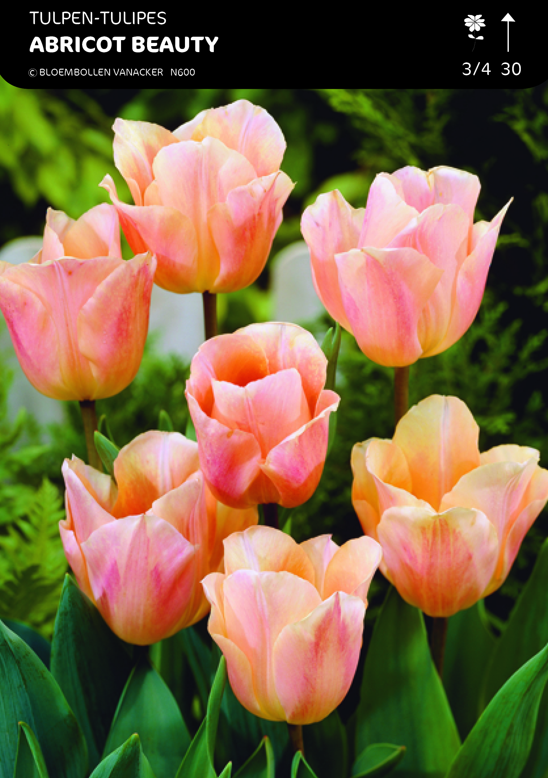 1/2 SHOWDOOS TULP SPECIALE 5*50