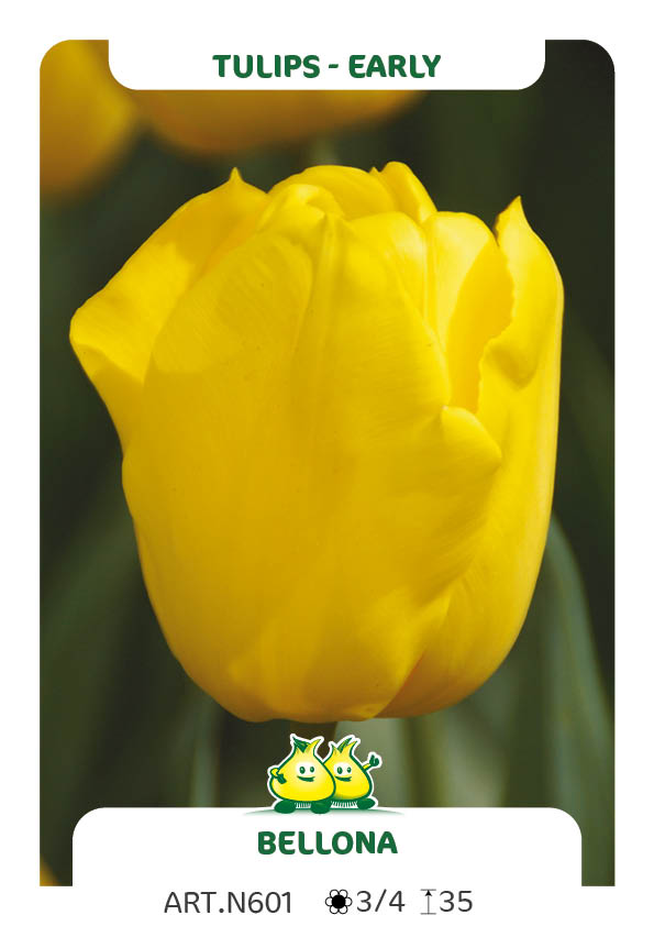 Tulp Bellona