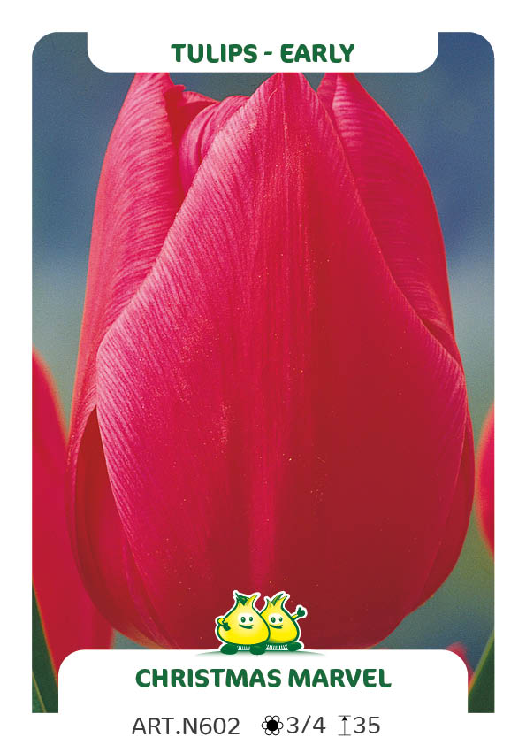 Tulp Christmas Marvel