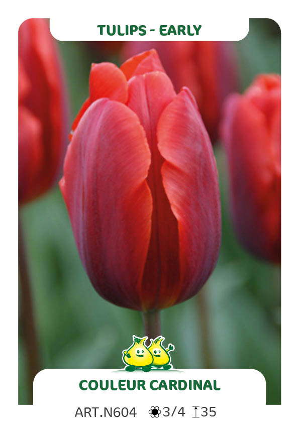 Couleur Cardinal