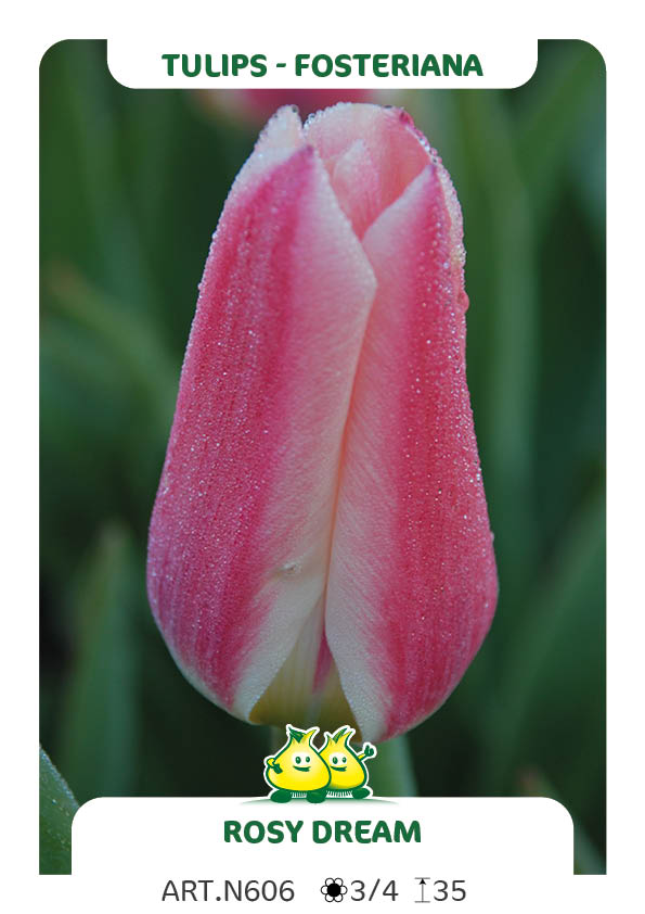 Tulpen Rosy Dream