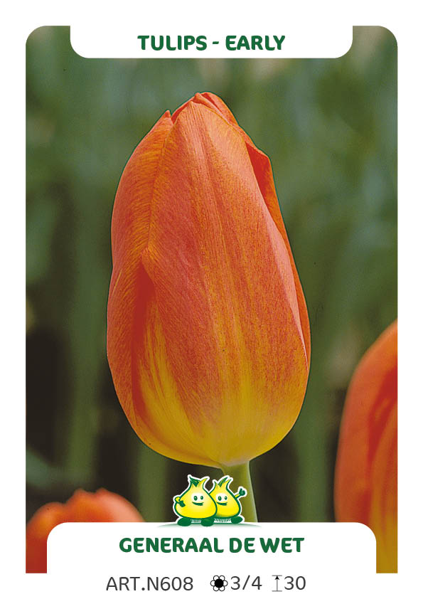 Tulp Generaal De Wet