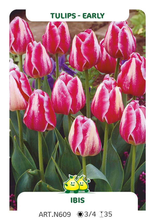 Tulp Ibis