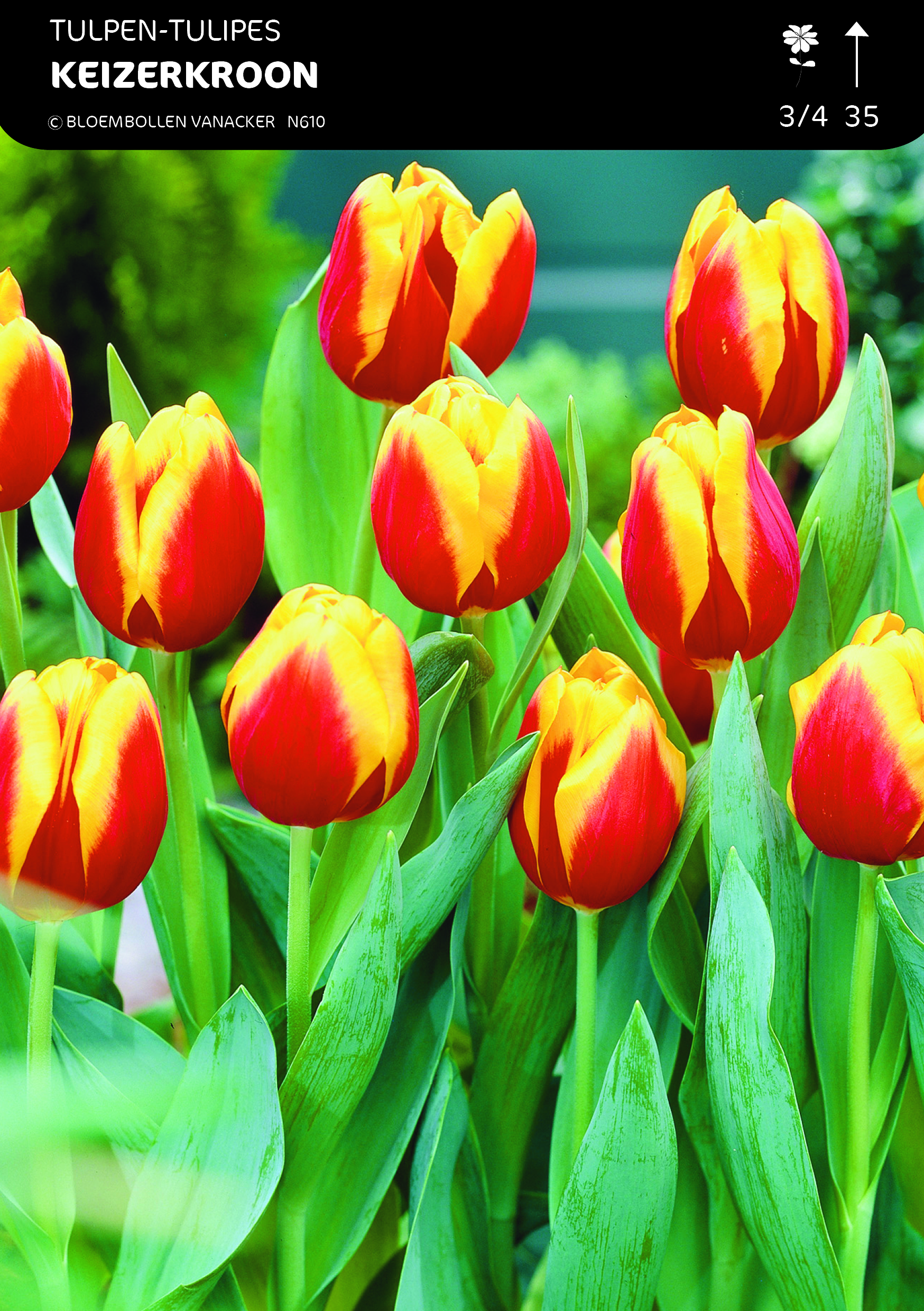 SHOWBOX MOITIÃ‰ TULIPES TRIUMPH 5*50