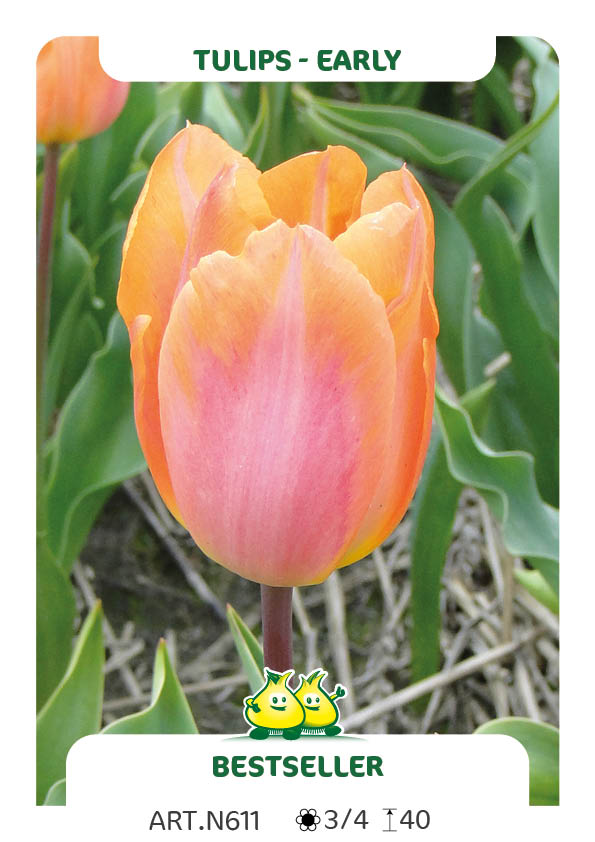 Tulp Bestseller