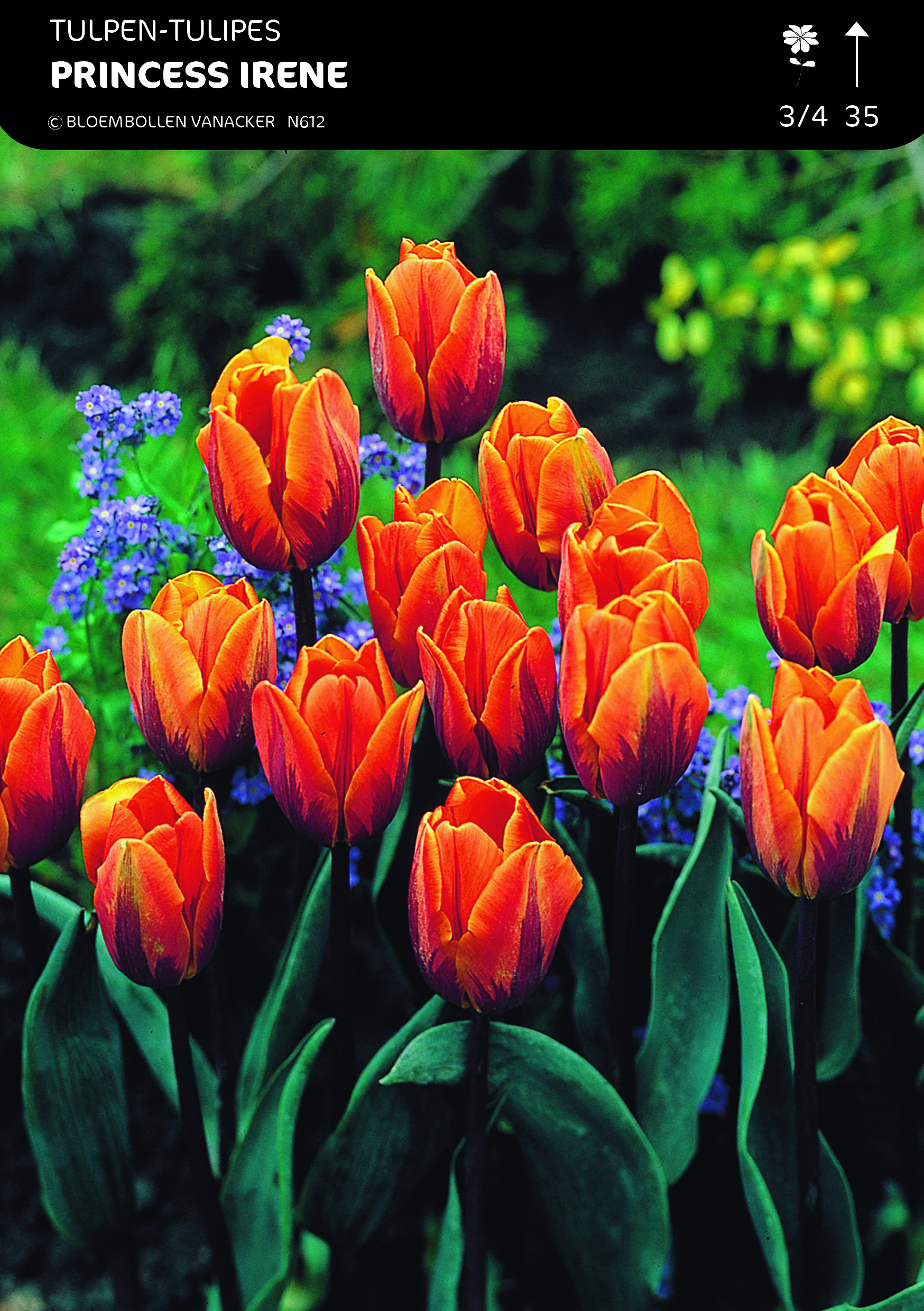 1/2 SHOWDOOS TULP SPECIALE 5*50