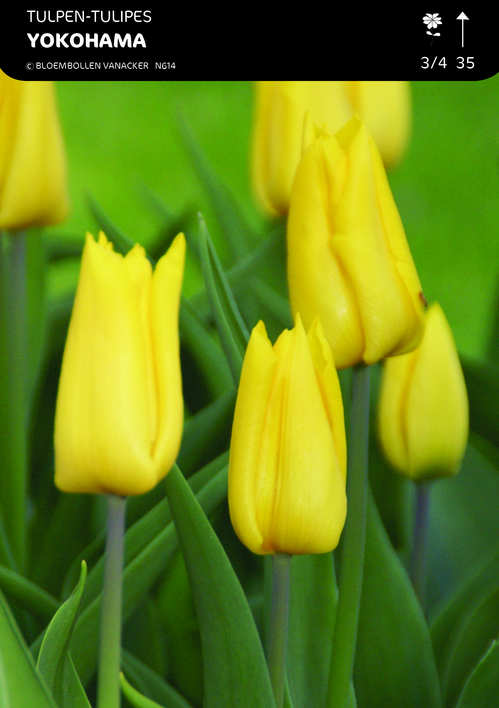 SHOWBOX MOITIÃ‰ TULIPES TRIUMPH 5*50