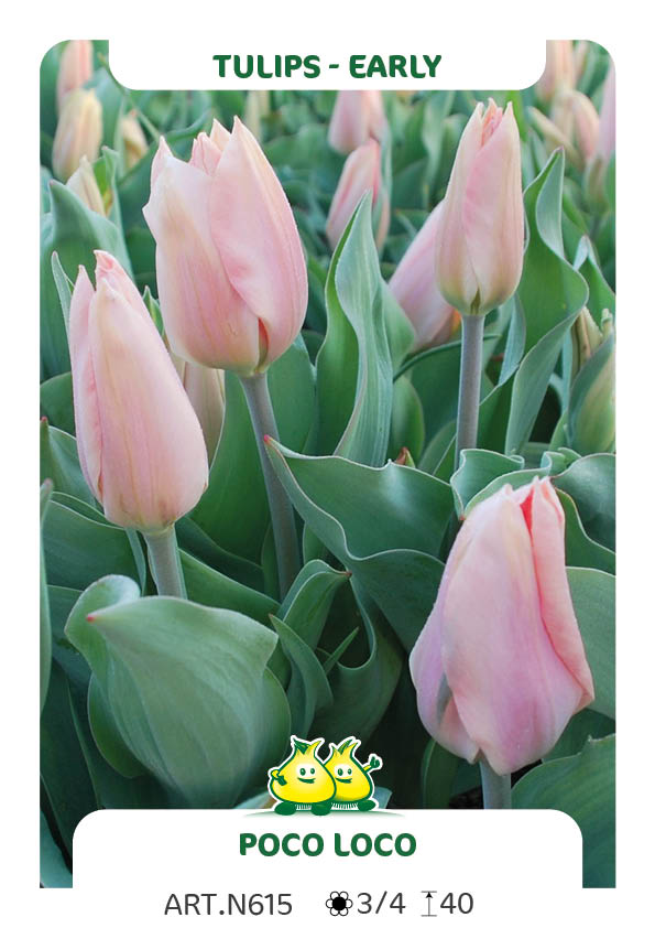 Tulp Poco Loco