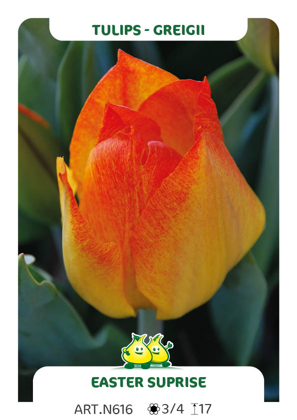 Tulp Easter Surprise