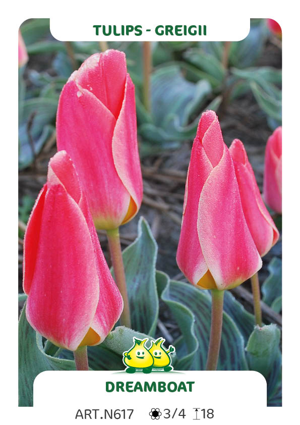Tulp Dreamboat