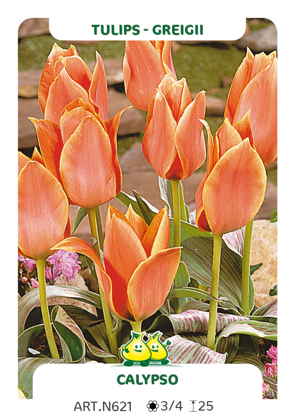 Tulp Calypso