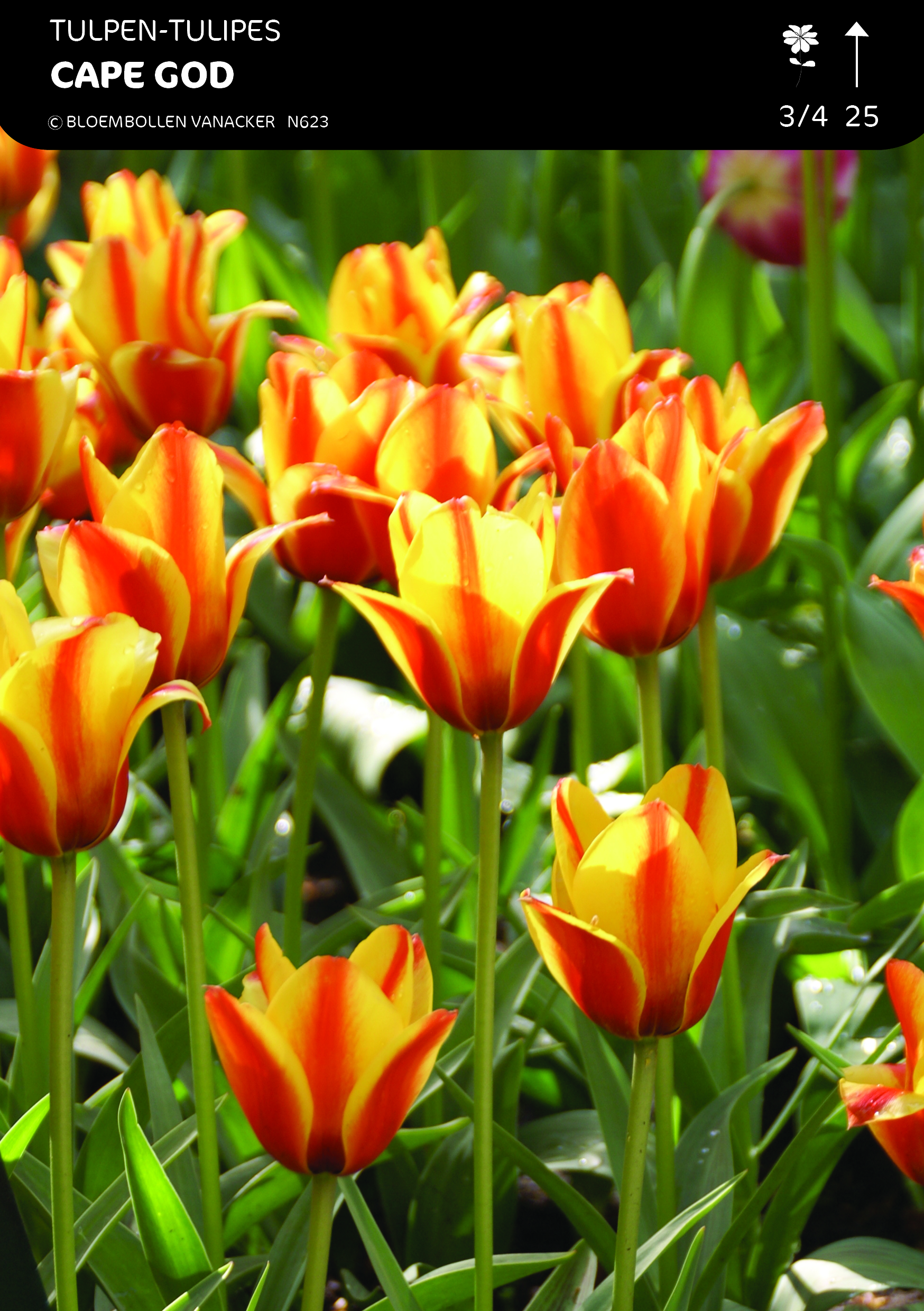 1/2 SHOWDOOS TULP BOTANISCHE 5*50