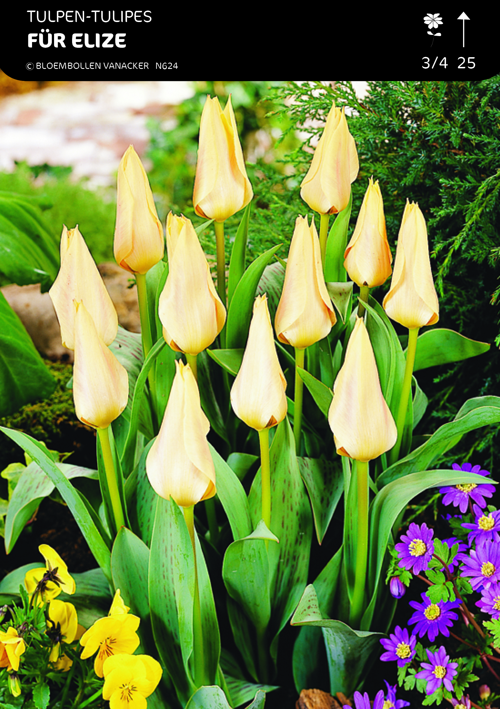 SHOWBOX TULIPES BOTANIQUE SPECIALE 5*50