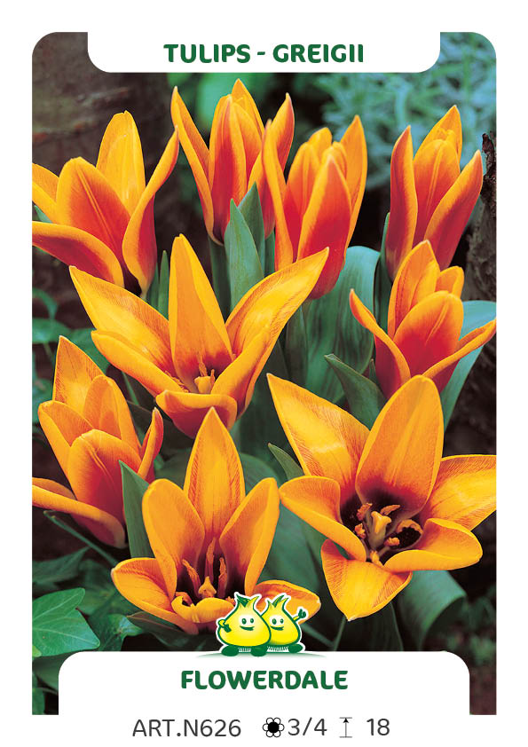 Tulp Flowerdale