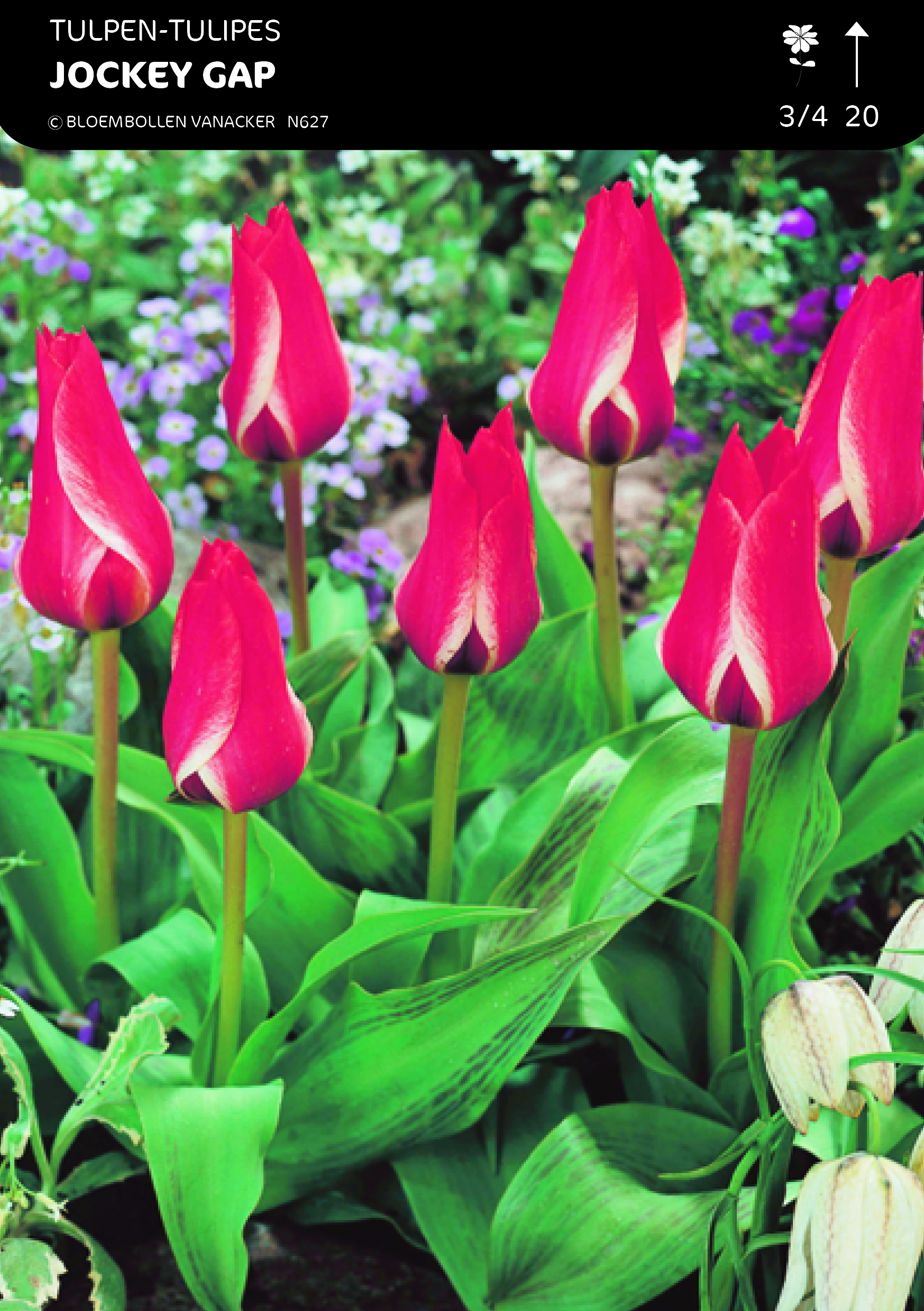 SHOWDOOS TULP BOTANISCH SPECIAAL 5*50