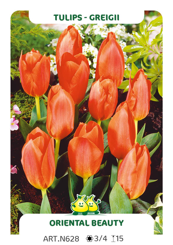 Tulp Oriental Beauty