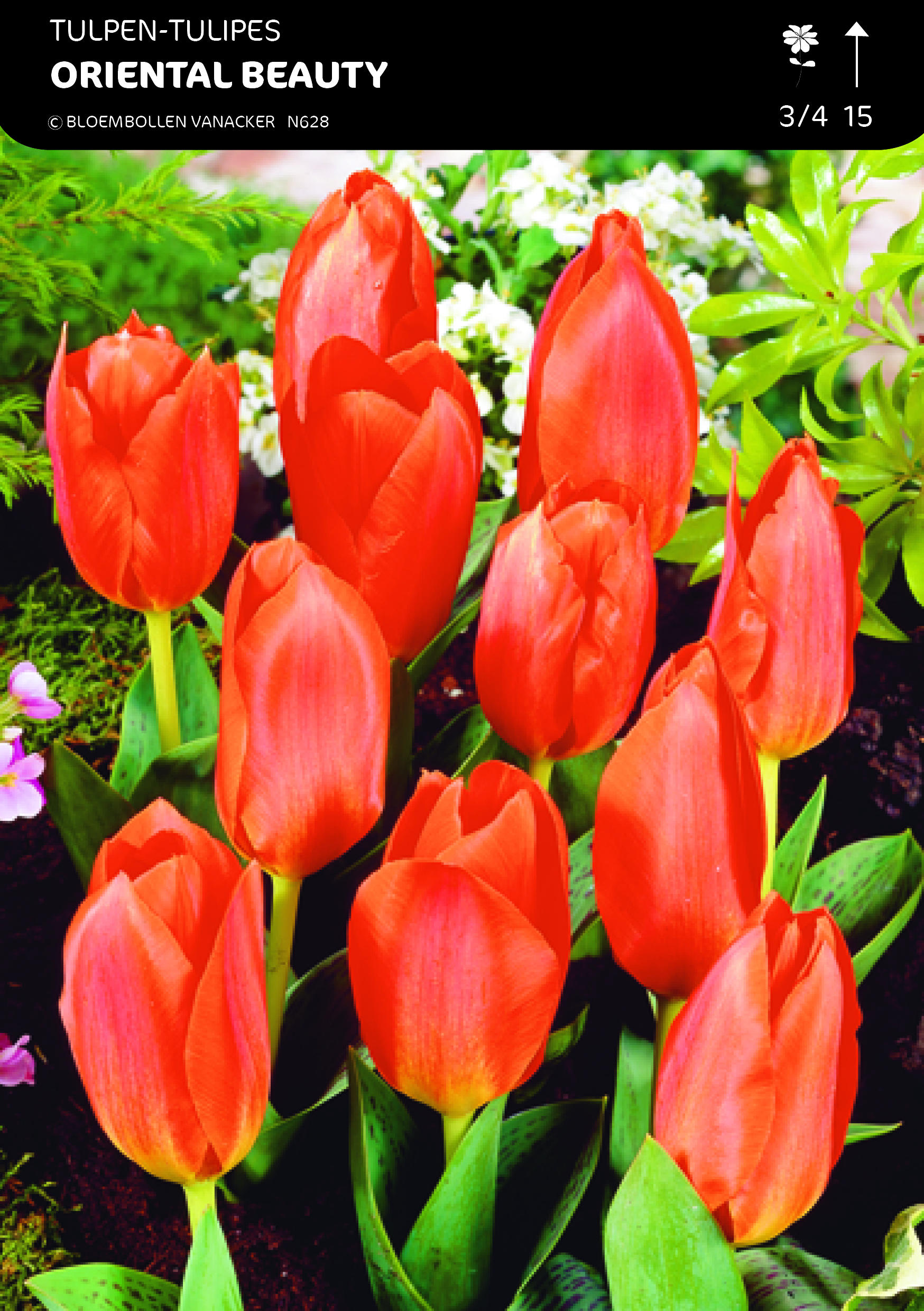 1/2 SHOWDOOS TULP BOTANISCHE 5*50