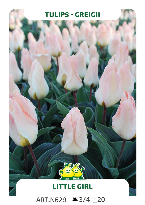 Tulp Little Girl