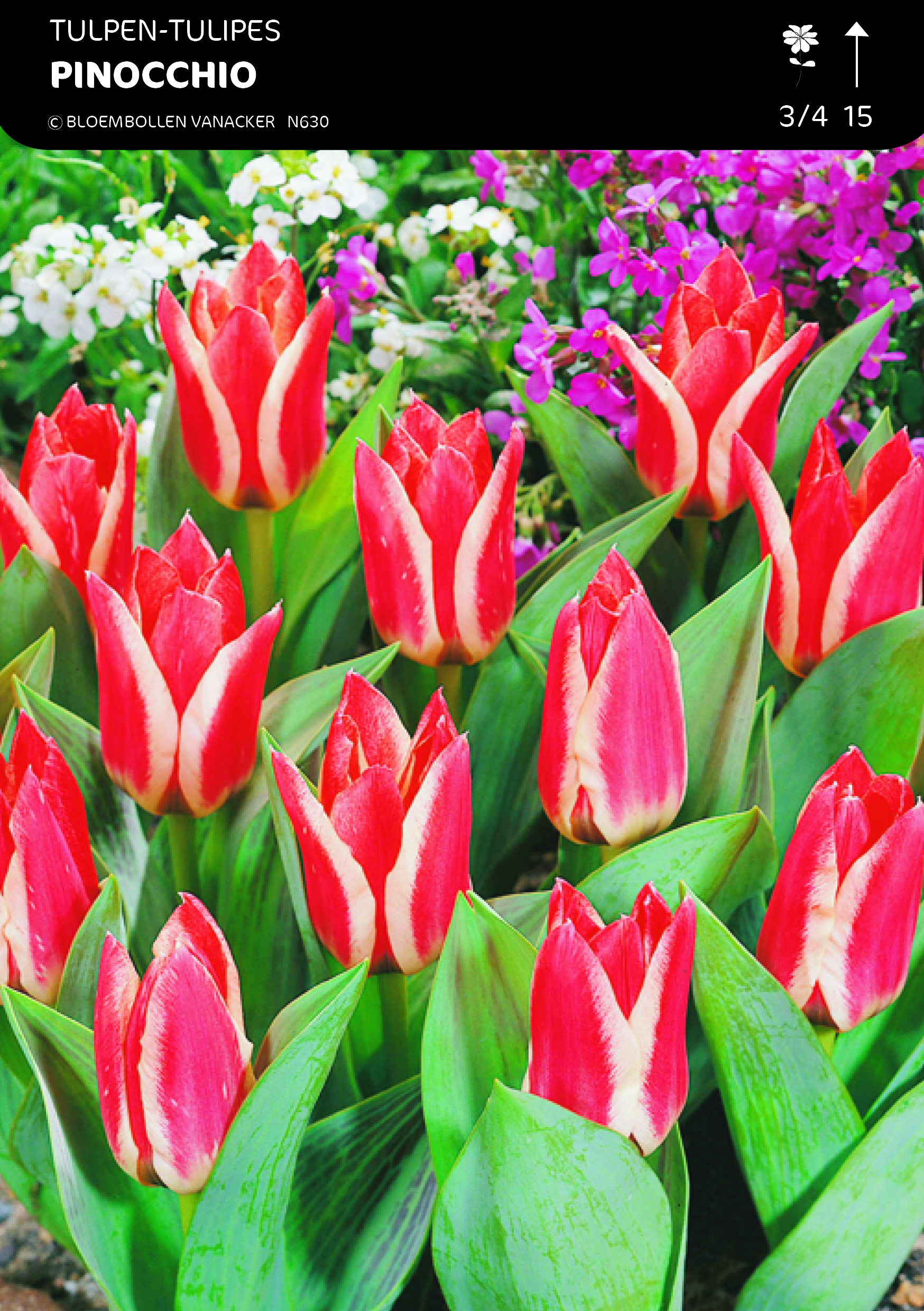 1/2 SHOWDOOS TULP BOTANISCHE 5*50