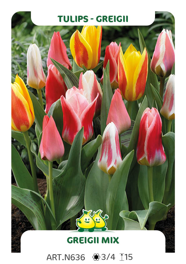 Tulp Greigii Mix (per veelvouden van 100 stuks)