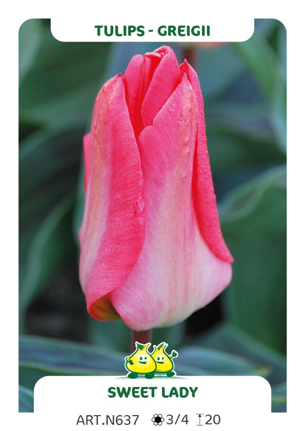 Tulp Sweet Lady
