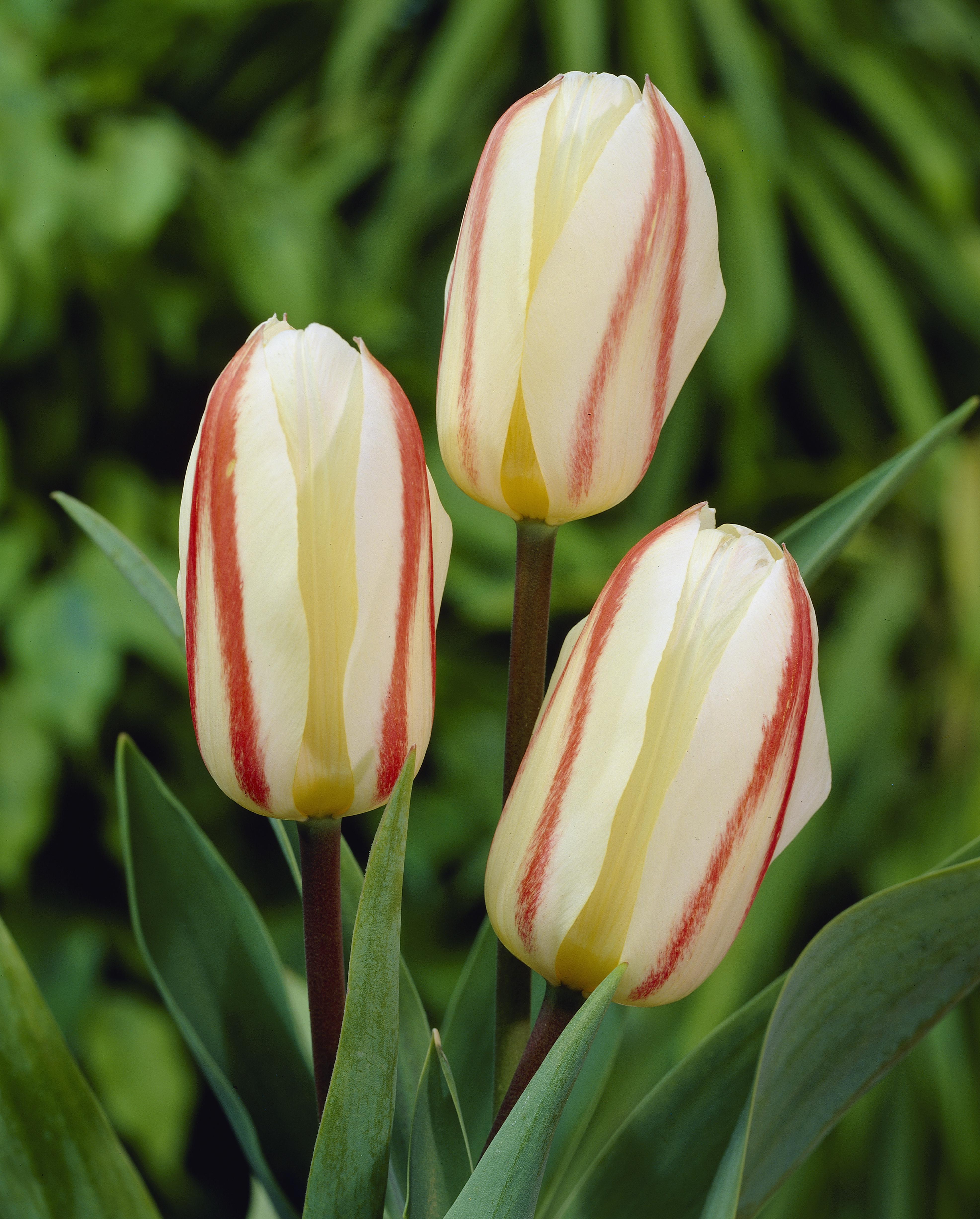 Tulp White Fire