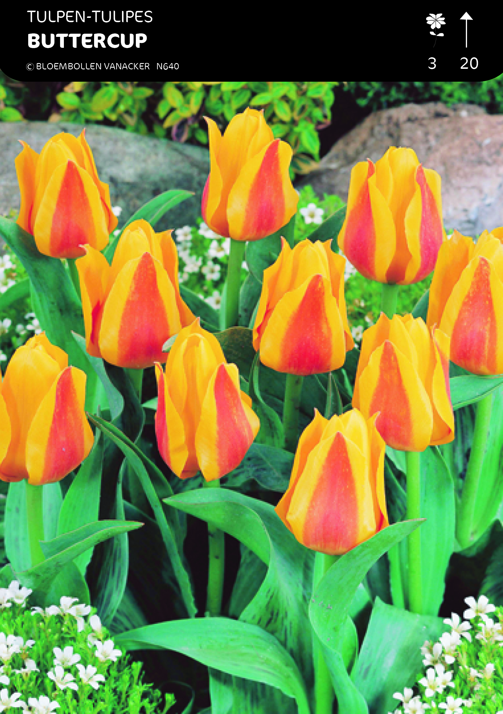 SHOWDOOS TULP BOTANISCH SPECIAAL 5*50