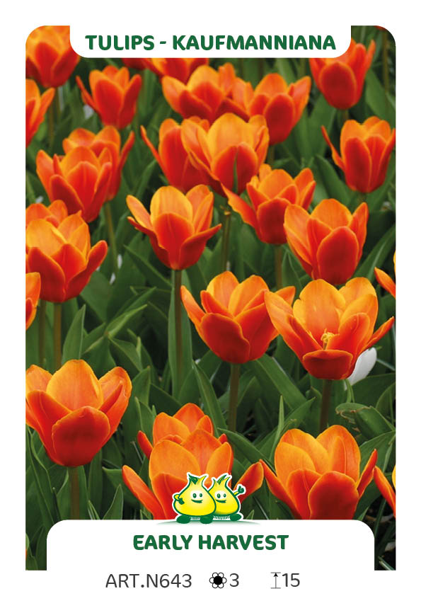 Tulp Early Harvest