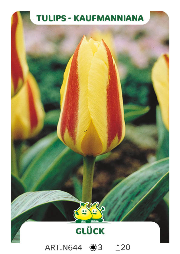 Tulp Glück