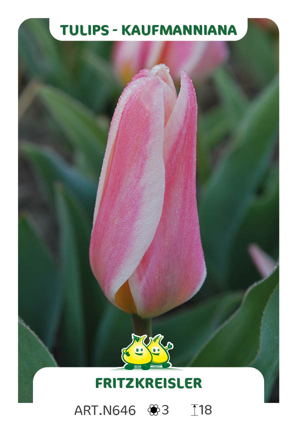 Tulp Fritzkreisler
