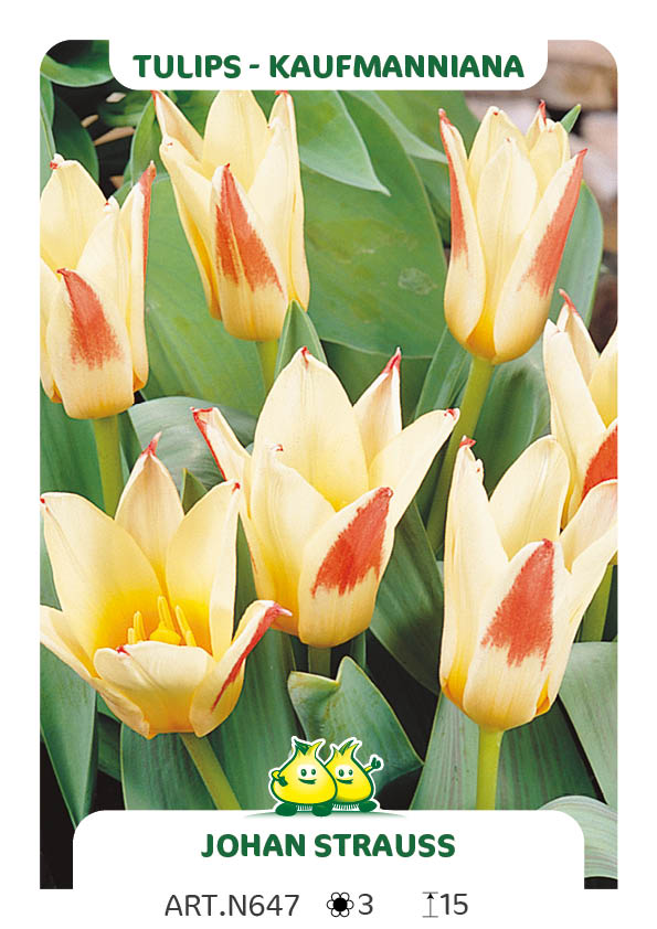 Tulp Johann Strauss