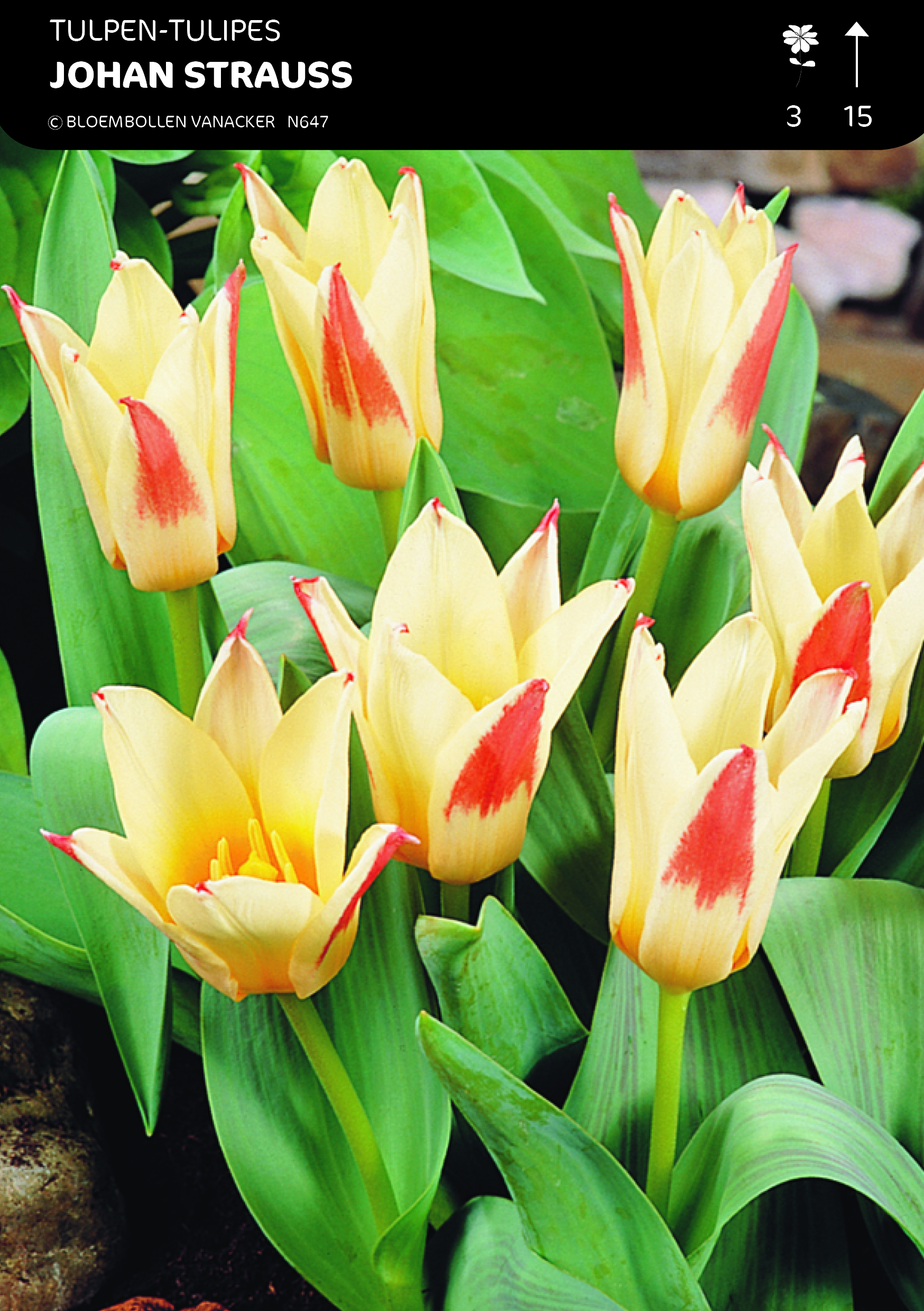 1/2 SHOWDOOS TULP BOTANISCHE 5*50