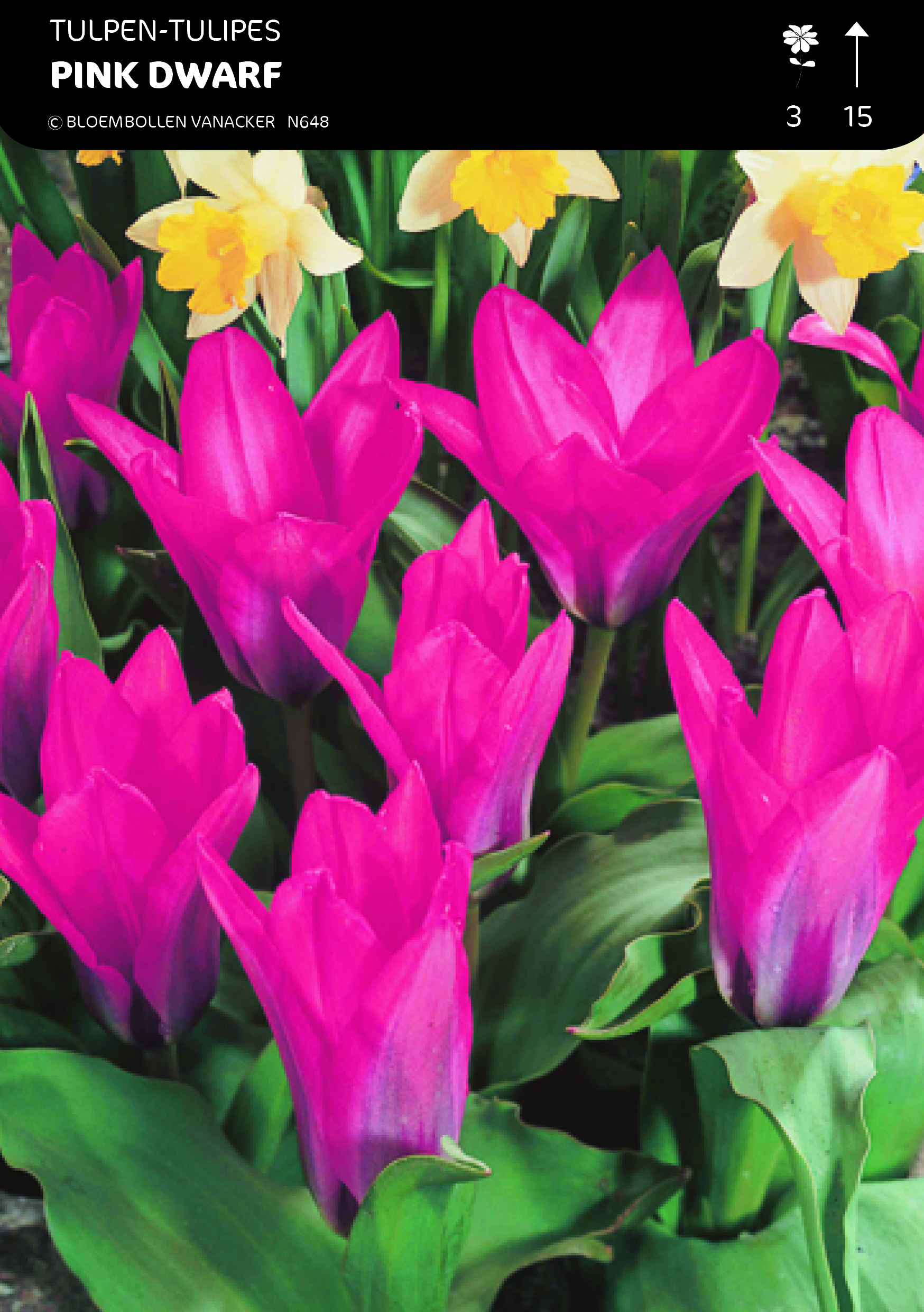 SHOWBOX TULIPES BOTANIQUE SPECIALE 5*50