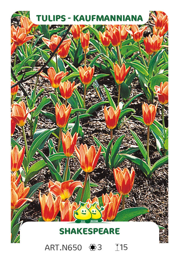 Tulp Shakespeare