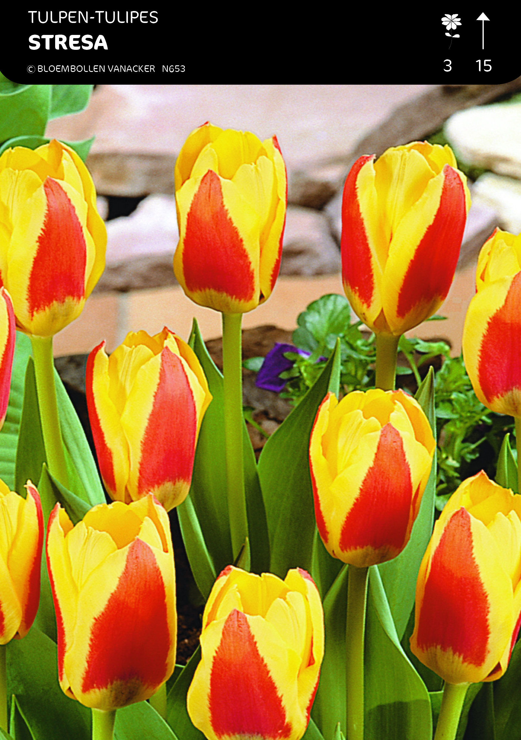 1/2 SHOWDOOS TULP BOTANISCHE 5*50