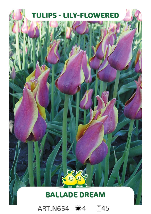 Tulp Ballade Dream