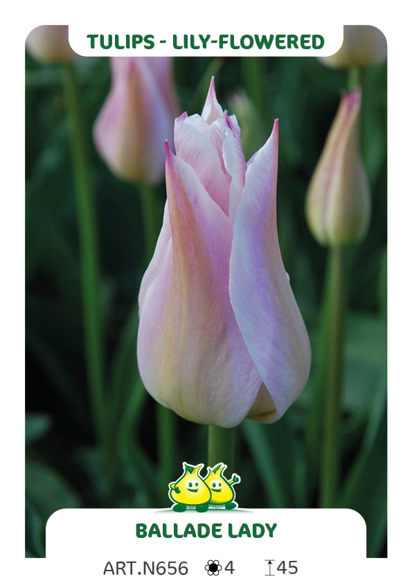Tulp Ballade Lady