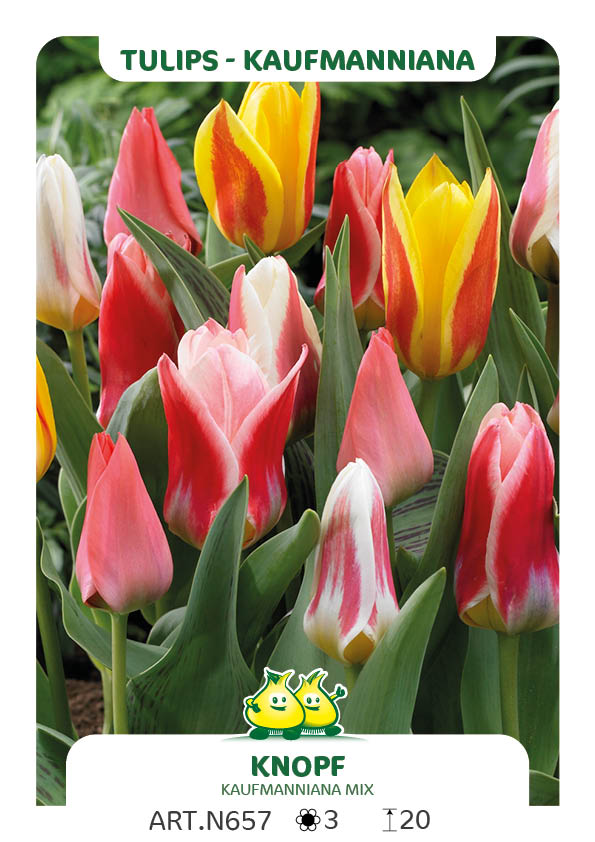 Tulp Kaufmanniana Mix (per veelvouden van 100 stuks)