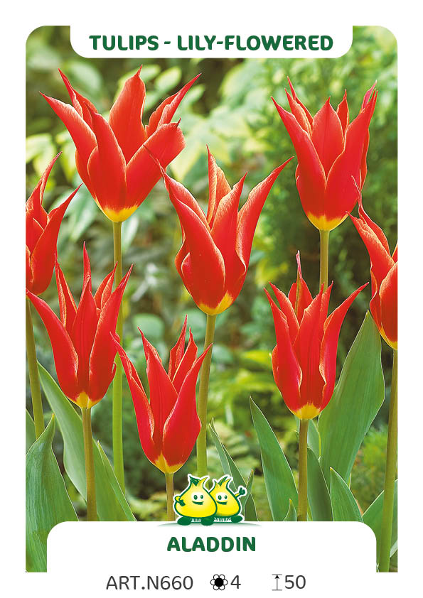 Tulp Alladin