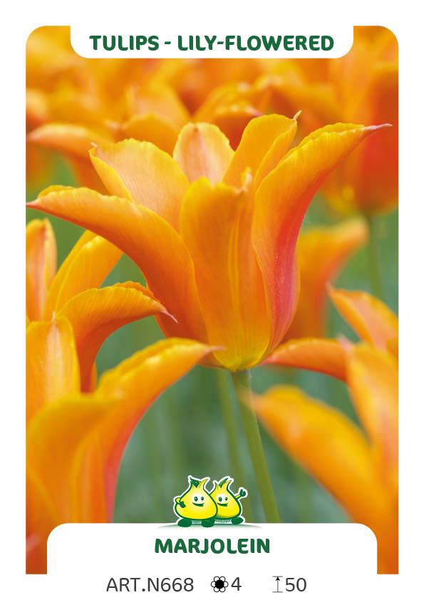Tulp Marjolein