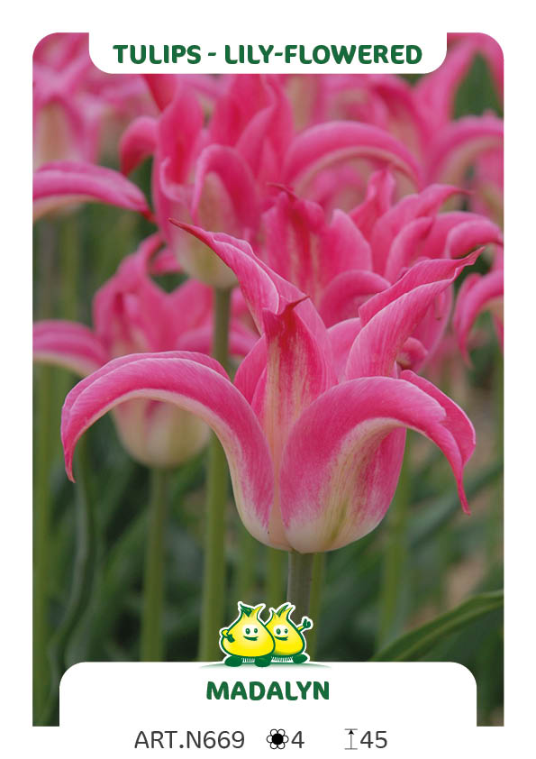 Tulp Madalyn