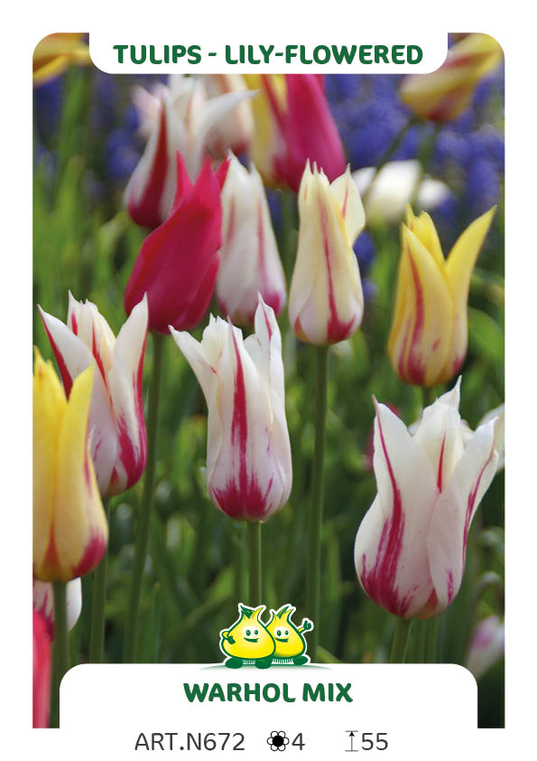 Tulp Leliebloemig Flaming Mix (par multiples de 100 pièces)