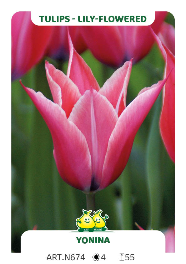 Tulp Yonina