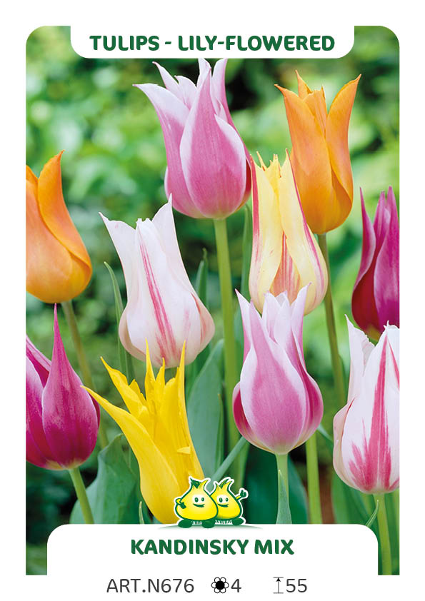 Tulp Leliebloemig Mix (per veelvouden van 100 stuks)