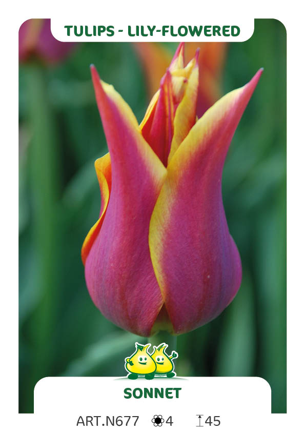 Tulp Sonnet
